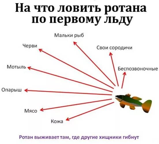 Ратан на что ловить Ловля крупного ротана зимой по первому льду