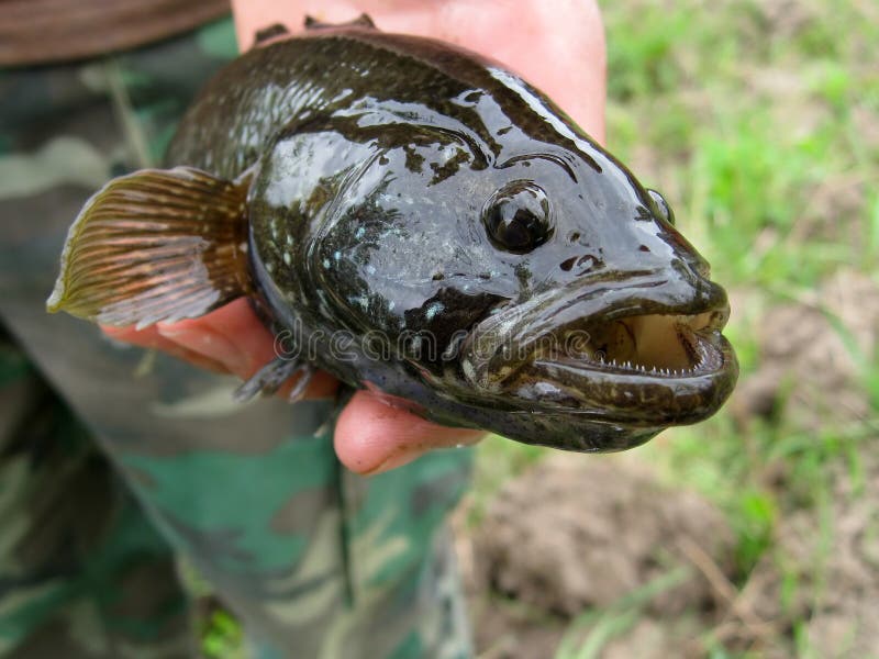 Ратан рыба фото речной 2,593 Fish Big Teeth Stock Photos - Free & Royalty-Free Stock Photos from Dreams