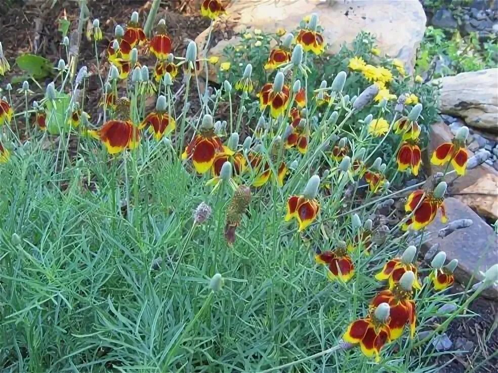 Ратибида фото на клумбе Ratibida columnifera f. pulcherrima Wildflower garden, Flower garden, Native pla