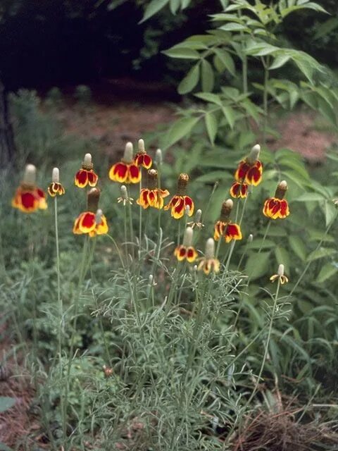 Ратибида фото на клумбе Ratibida columnifera: Красота природы в фотографиях Натуралист Фотогалерея приро