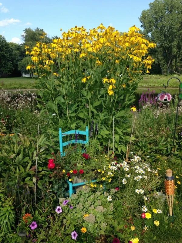 Ратибида колоновидная фото на клумбе Gray Headed Coneflower Plants