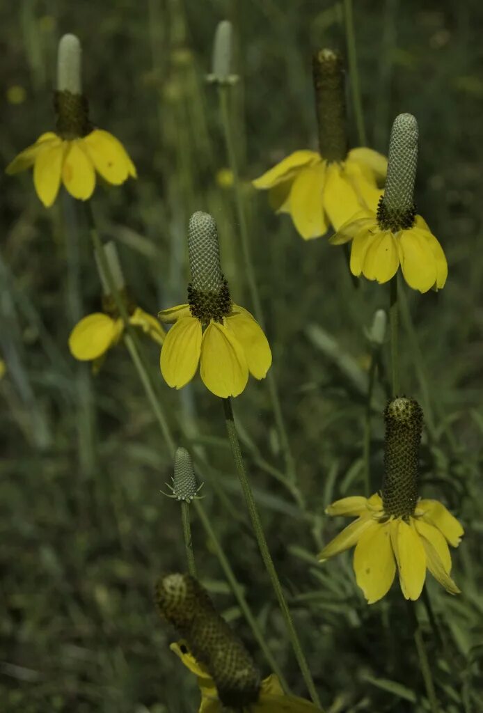 Ратибида колоновидная фото на клумбе File:Ratibida columnifera var. columnifera (1).jpg - Wikipedia