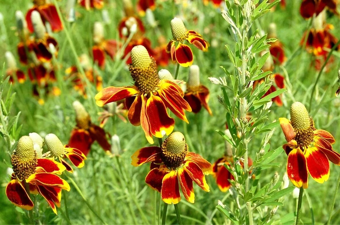 Ратибида колоновидная фото на клумбе mexican hat Flower seeds, Deer resistant flowers, Mexican hat