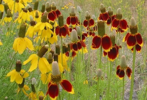 Ратибида колоновидная фото на клумбе Wild About Wildflowers QUIZ - Texas Hill Country