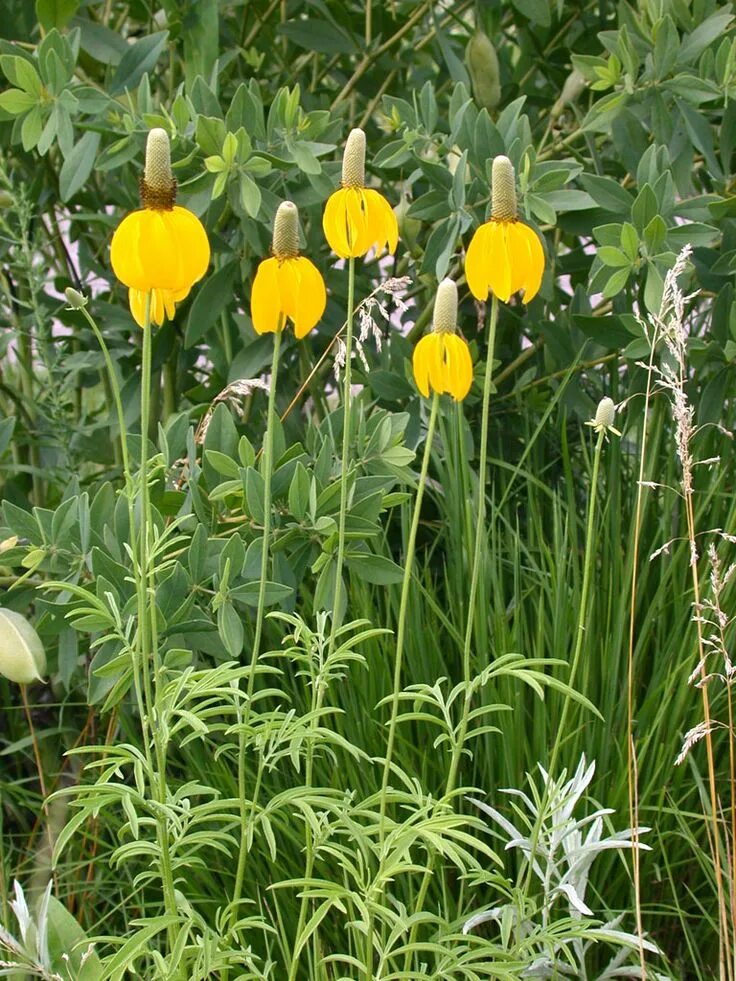 Ратибида колоновидная фото на клумбе Ratibida columnifera Native garden, Pollinator garden, Native plants