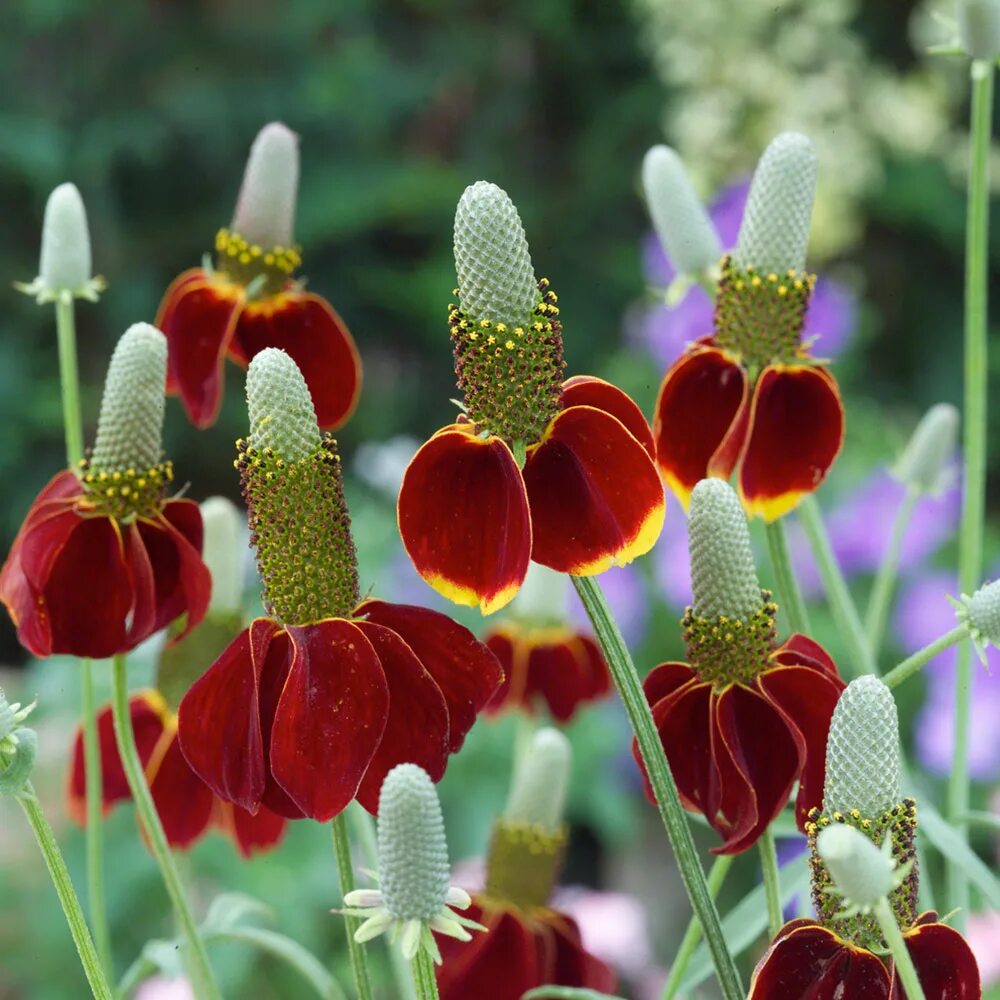 Ратибида колоновидная фото на клумбе Mexican Hat Plant Seeds - Red Midget Suttons