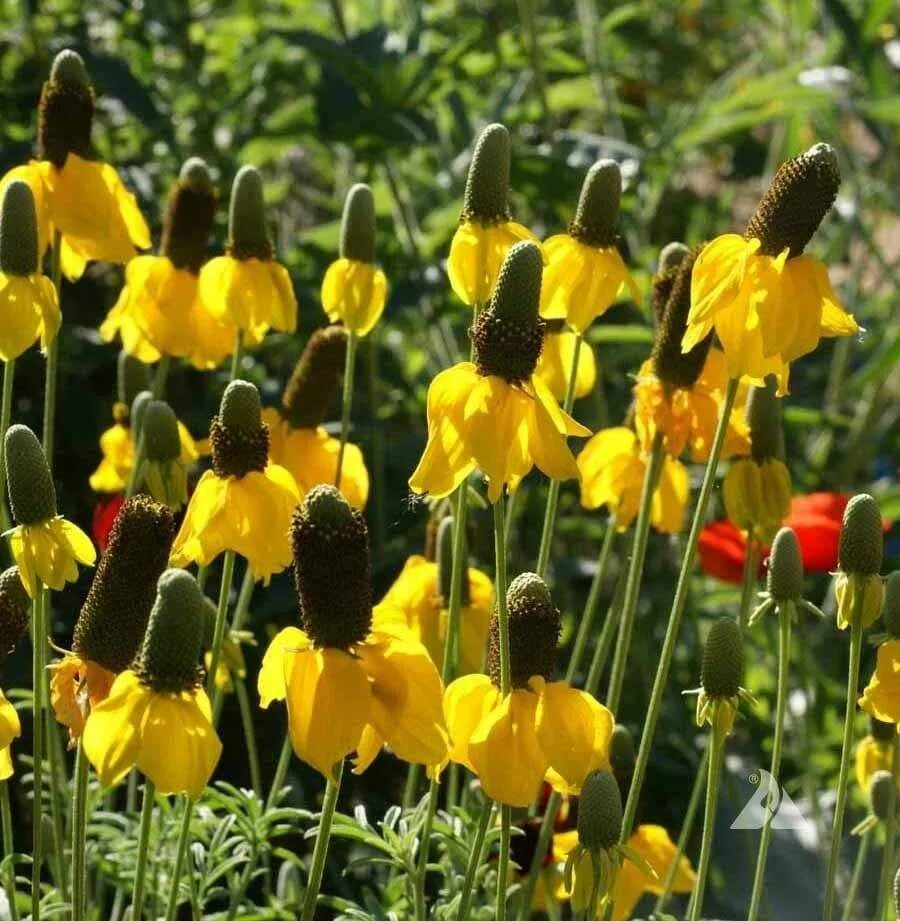 Ратибида колоновидная фото на клумбе Prairie Coneflower (Mexican Hat) YELLOW1/4 LB Pflanzen