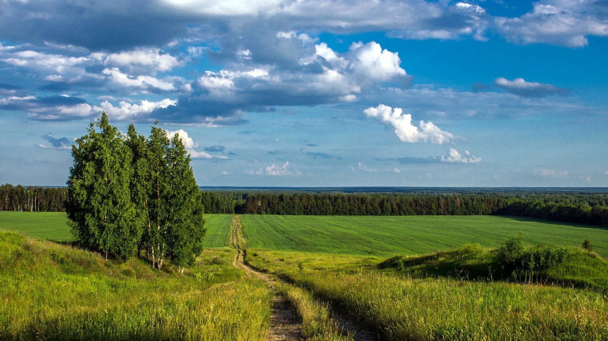 Равнины россии фото Тропинка к лесу - Фото № 131225