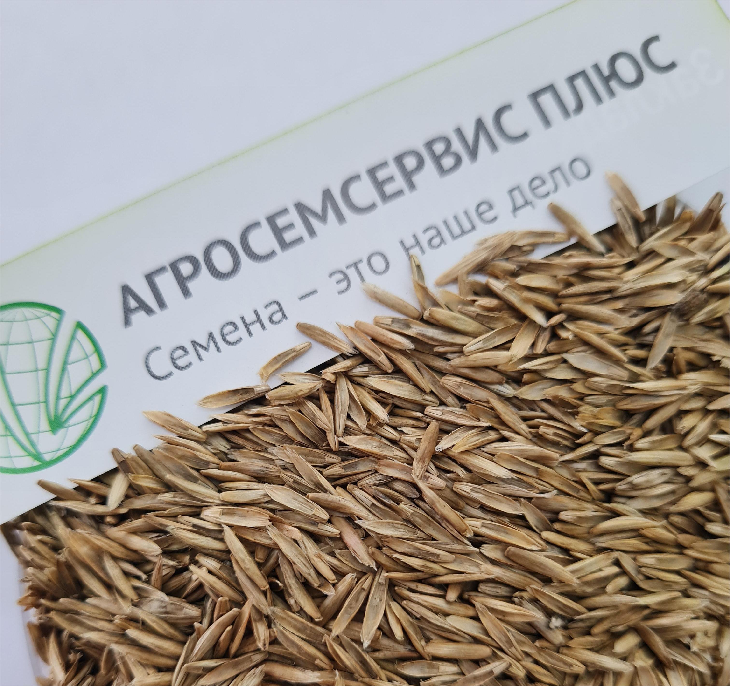 Райграс семена фото Семена райграса купить Беларуси от компании Агросемсервис Плюс