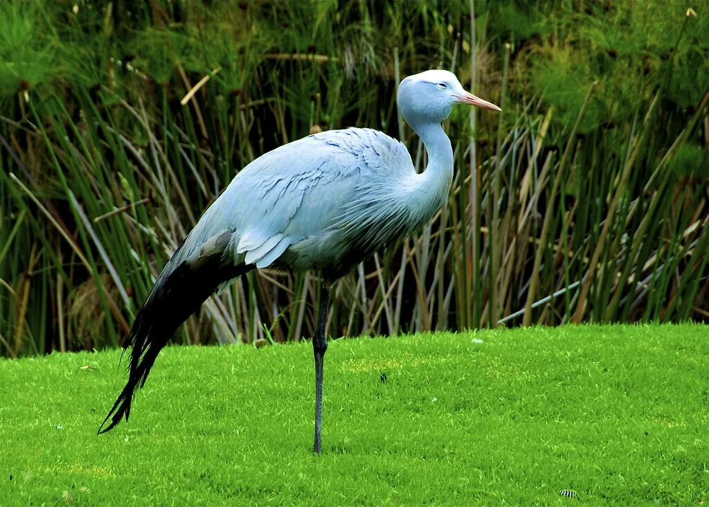 Райская красавка птица фото Blue Crane National Bird of South Africa. slack12 Flickr