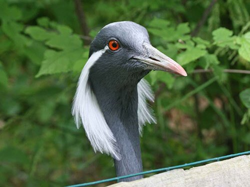 Райская красавка птица фото Types of Cranes Birds - Gruidae Index