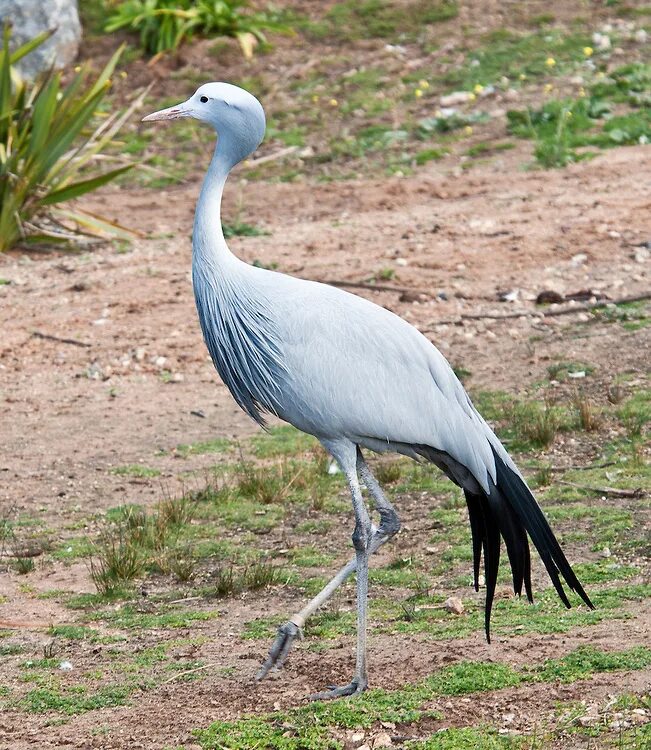 Райская красавка птица фото File:Blue-Crane.jpg - Wikipedia