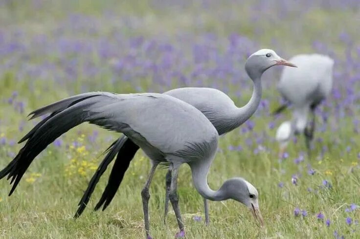Райская красавка птица фото Pin by TC Mine Elçin Ayik on Kuşlar Crane bird, South african birds, Animals wil