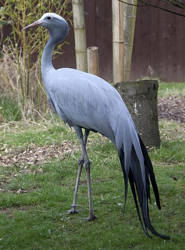 Райская красавка птица фото Файл:Anthropoides paradiseus -Birmingham Nature Centre, Cannon Hill Park, Englan