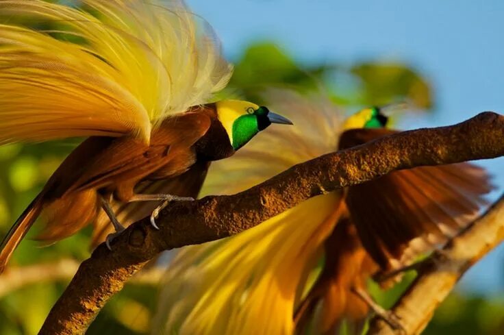 Райская птица фото и описание Фотографии дикой природы Тима Ламана " FotoRelax Ave do paraíso, Aves, Papua nov