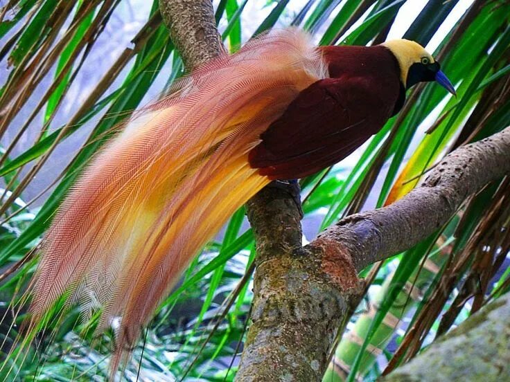 Райская птица фото и описание Самые красивые птицы (Топ-25) Exotic birds, Beautiful birds, Most beautiful bird
