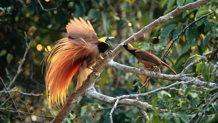 Райская птица фото и описание Pin by Mboonyong on BIRDS OF PARADISE Birds of paradise, Bird, Greater bird of p