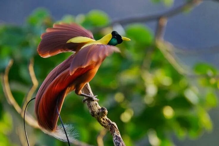 Райская птица фото и описание 20 Jenis Burung Langka di Indonesia Lengkap dengan Gambar - Burungnya.com Burung