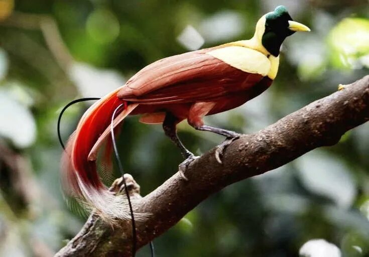 Райская птица фото и описание Ghim của Kusuma Nugraha trên Burung Thiên đường, Hình ảnh, Động vật