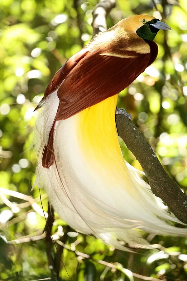 Райская птица фото и описание Lesser bird-of-paradise - Wikipedia