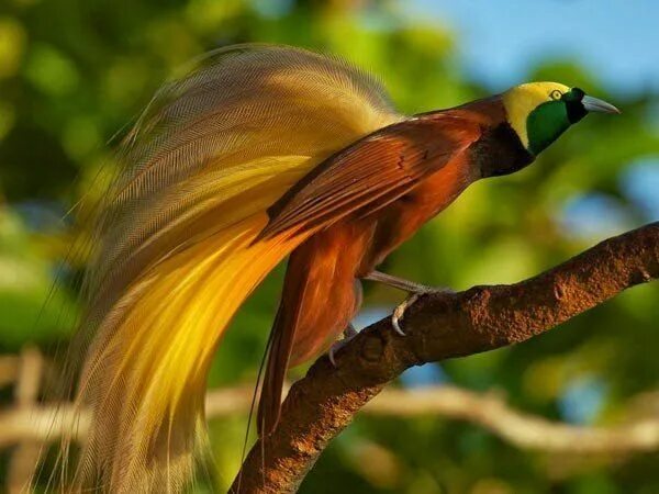 Райская птица фото и описание bird of paradise animal - Google Search Colorful birds, Most beautiful birds, Be