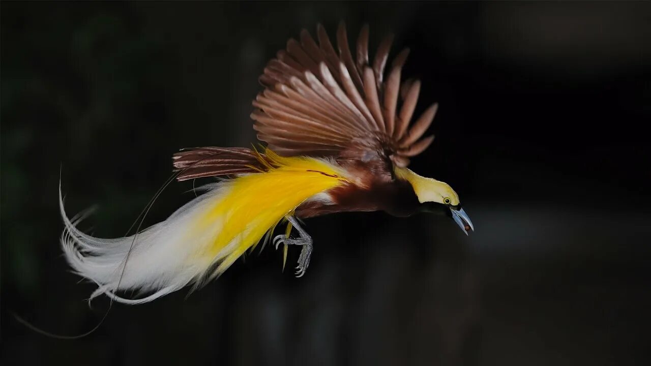 Райская птица фото и описание Top 5 Rarest Birds In The World - YouTube