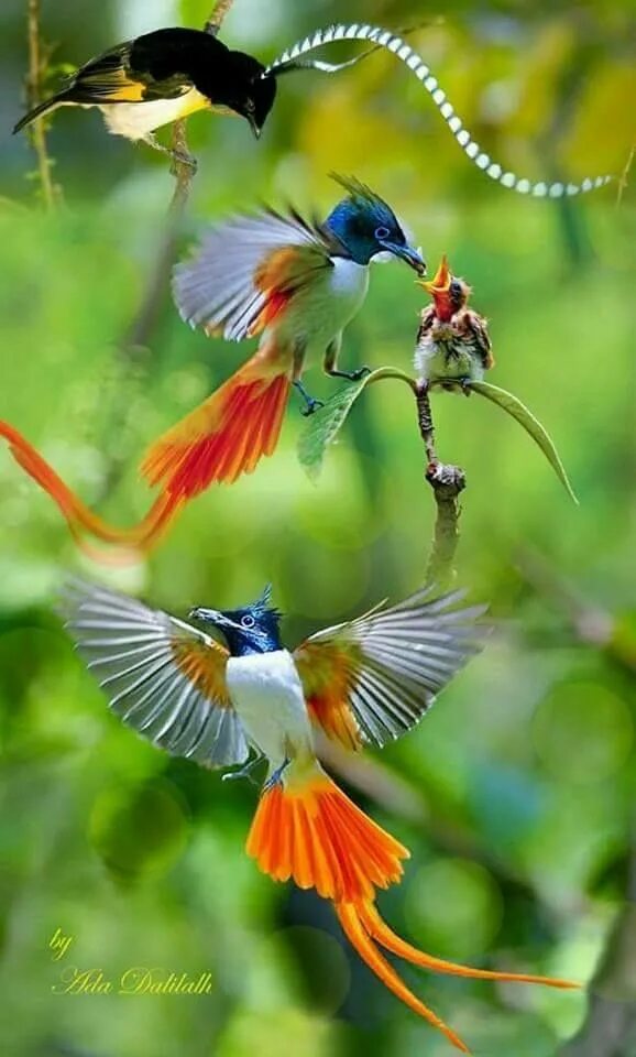 Райские птицы фото красивые и яркие Pin on BIRDS AND OTHER ANIMALS Beautiful birds, Most beautiful birds, Bird pictu