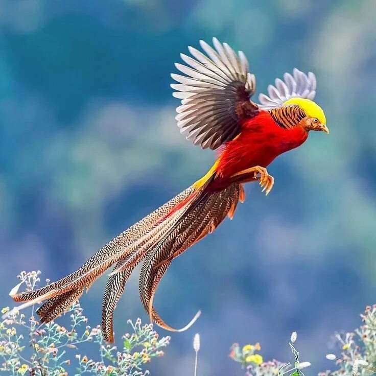 Райские птицы фото красивые и яркие Photo by @imkhalidsharif I A Golden Pheasant taking flight. #payourplanet... Bea