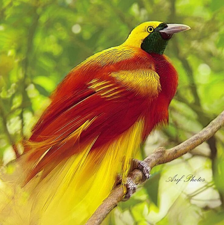 Райские птицы фото красивые и яркие Pin by Michelle Rance on Winged Beauty Colorful birds, Birds, Most beautiful bir