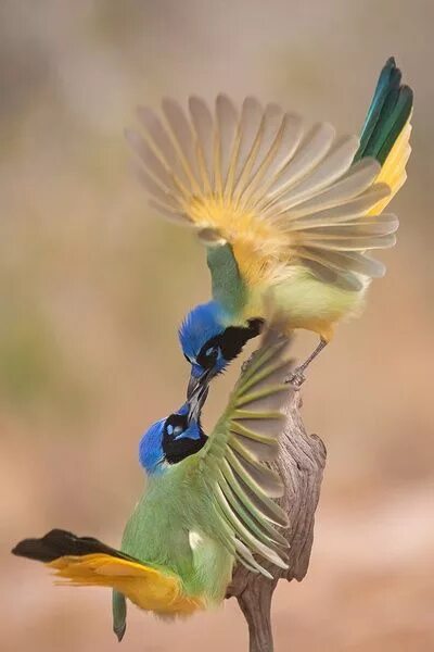 Райские птицы фото красивые и яркие 900+ Birds 2 ideas birds, pet birds, beautiful birds