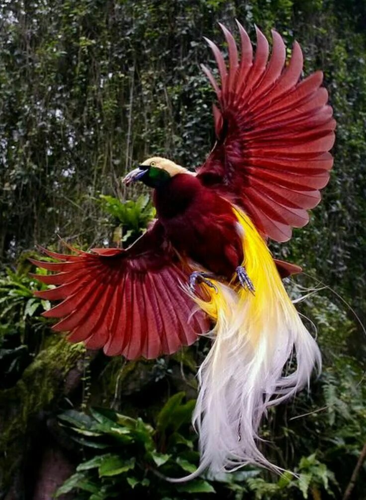 Райские птицы фото красивые и яркие Pin by Роман Корольков on Птицы Greater bird of paradise, Birds of paradise, Bir