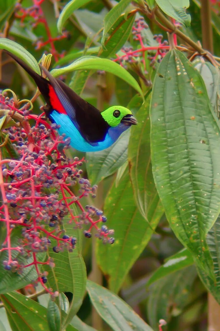 Райские птицы фото красивые и яркие Tangara Chilensis Bird Photography