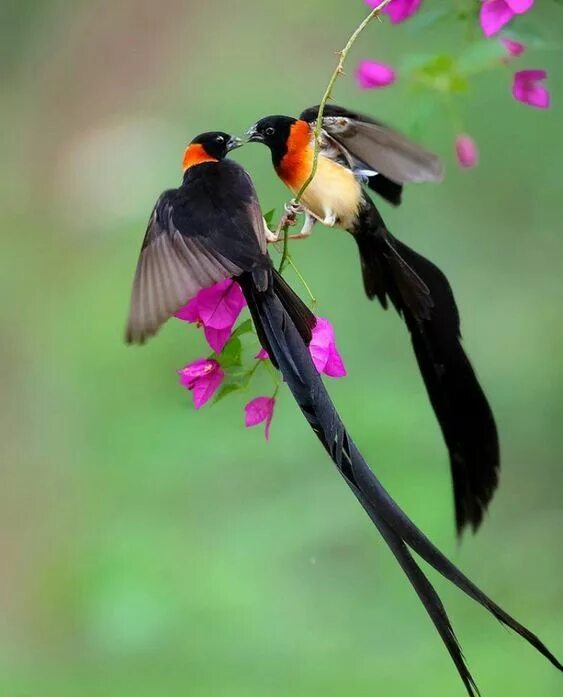 Райские птицы фото красивые и яркие Pin by Hung Luong on Chim đẹp Beautiful birds, Most beautiful birds, Pet birds