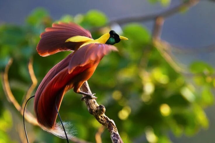 Райские птицы фото красивые и яркие The Magnificent Greater Bird-of-paradise Beautiful birds, Exotic birds, Greater 