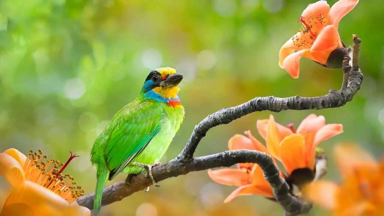 Райские птицы фото красивые и яркие Картина яркие тропические птицы витраж - купить по низкой цене на Яндекс Маркете