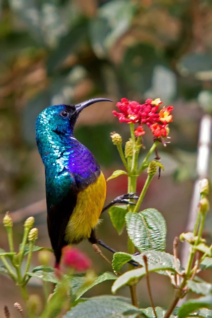 Райские птицы фото красивые и яркие Variable Sunbird Beautiful birds, Pretty birds, Pet birds