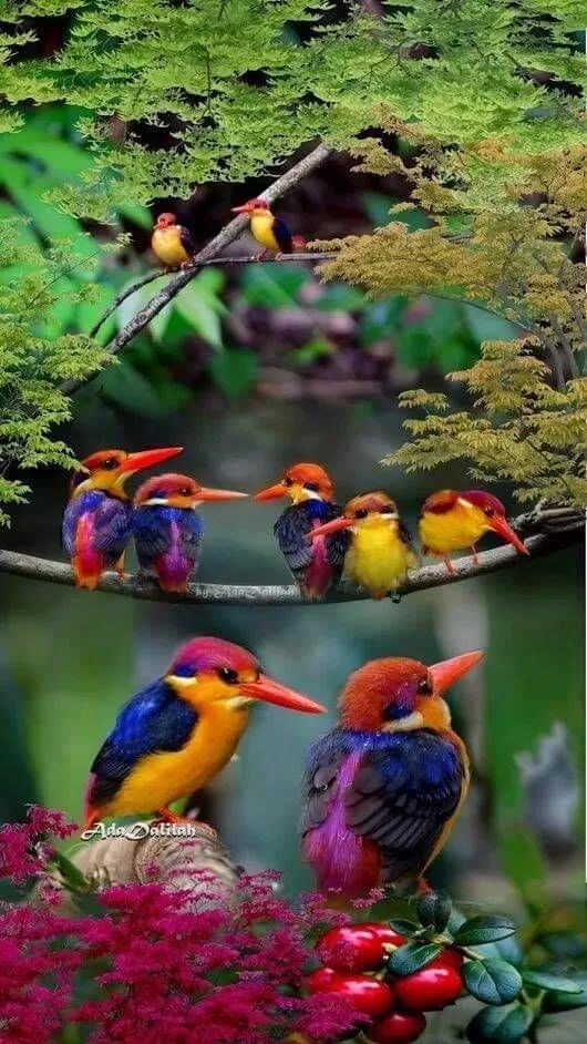 Райские птицы фото красивые и яркие Pin on Birds2 Beautiful birds, Most beautiful birds, Animals beautiful