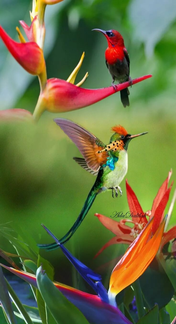 Райские птицы фото красивые и яркие Pin by Lauren Miller on Oil painting Birds, Colorful birds, Exotic birds