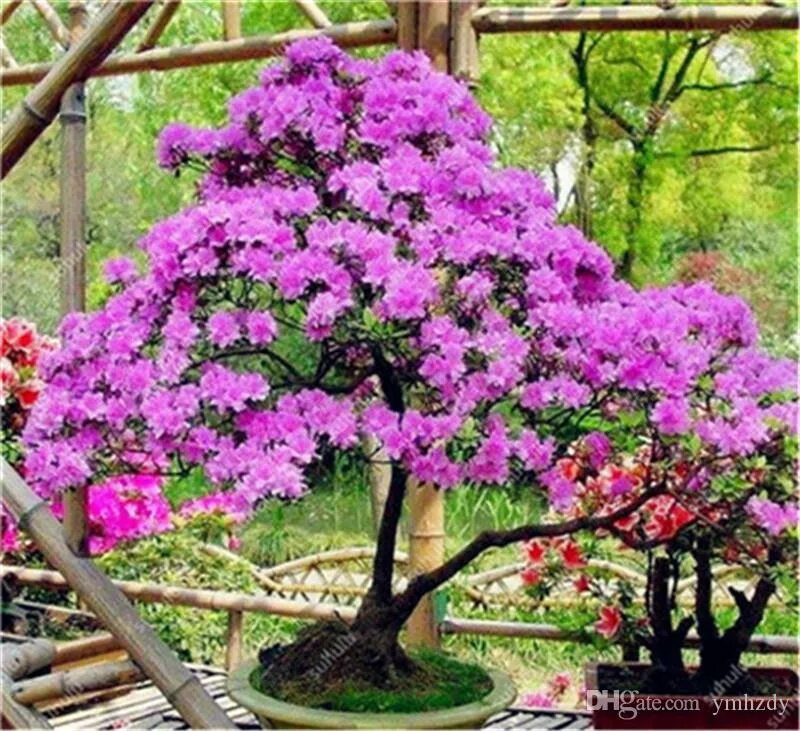 Райское дерево фото Japanese Azalea Seeds Mixed Indoor Plants Office Desktop Ornamental Cover Flower