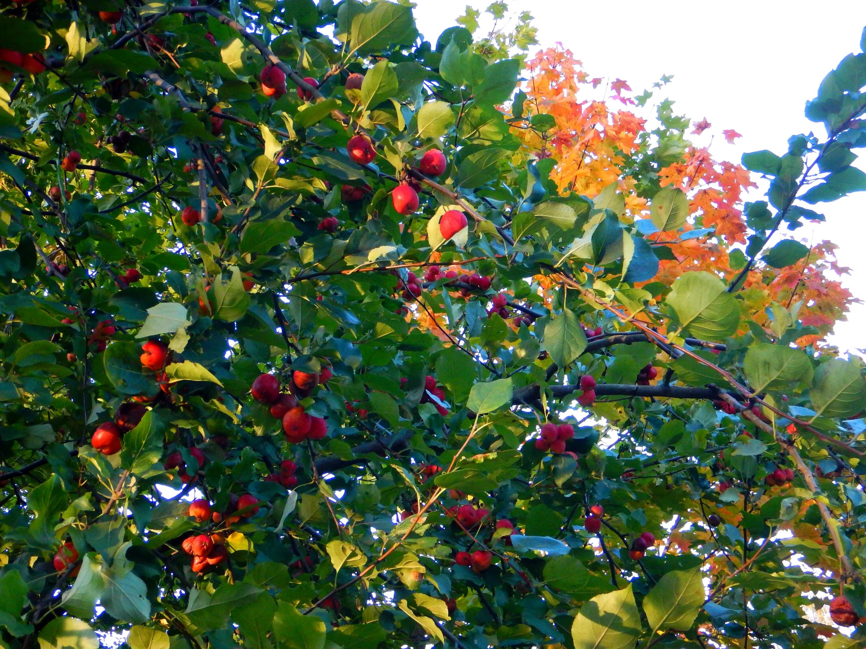 Райские Яблочки SCOTLAND/CRAB APPLE TREE EDINBURGH - YouTube