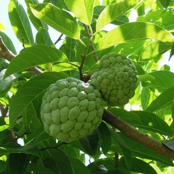 Iso Cert100% Natural And Pure Custard Apple Seed Oil - Buy Custard Apple Seed Oi
