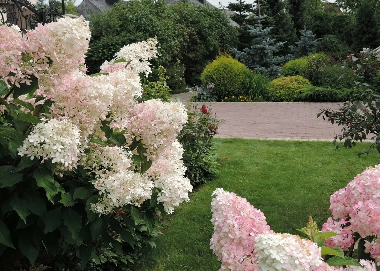 Разбери пинк гортензия метельчатая фото Гортензия пинк леди (pink lady): описание сорта, фото, отзывы, посадка и уход