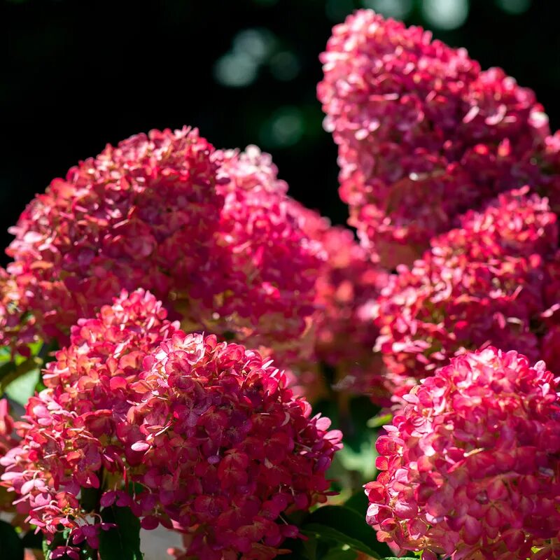 Разбери пинк гортензия метельчатая фото Купить Гортензия Pink and Rose - Гортензия - GardenPlants