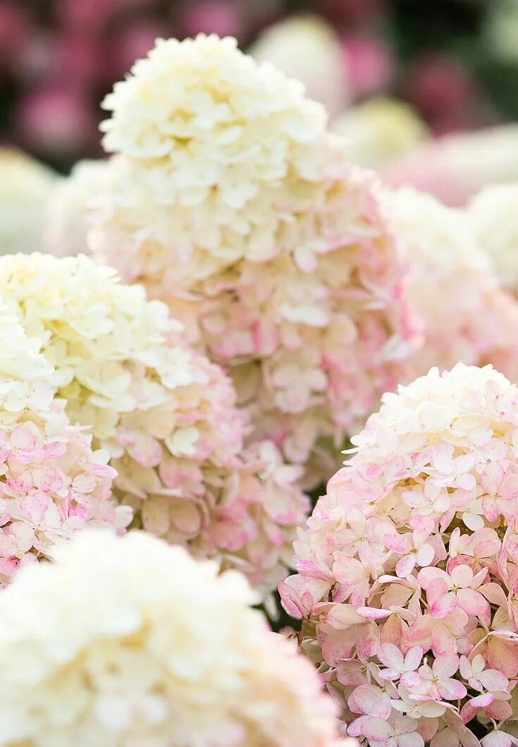 Разбери пинк гортензия метельчатая фото Hydrangea Living Raspberry Pink Hydrangea paniculata, Pink garden, Pink hydrange