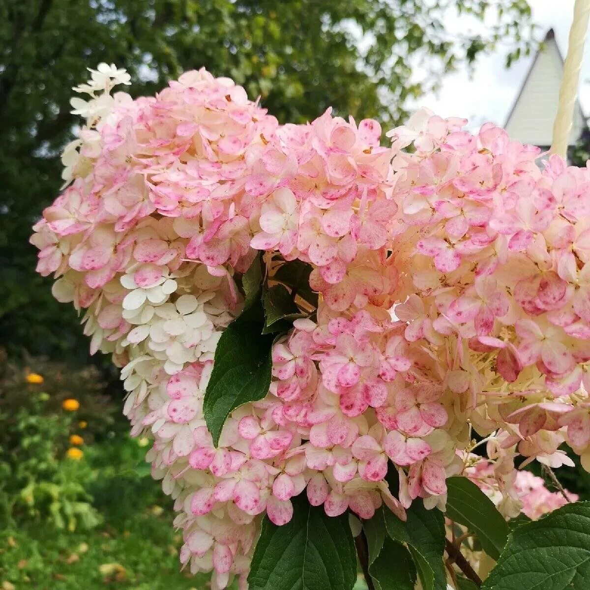 Разбери пинк гортензия метельчатая фото Гортензия Пинки Винки (Hydrangea Paniculata Pinky Winky) - описание