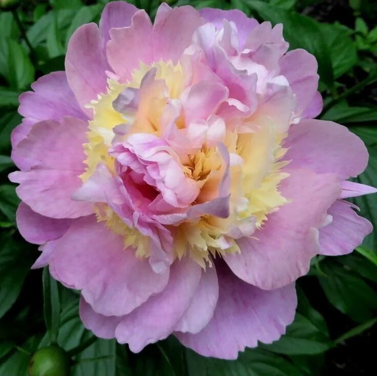 Разбери сандей пион фото raspberry sundae peony - Google Search Bulb flowers, Fragrant plant, Fall plants