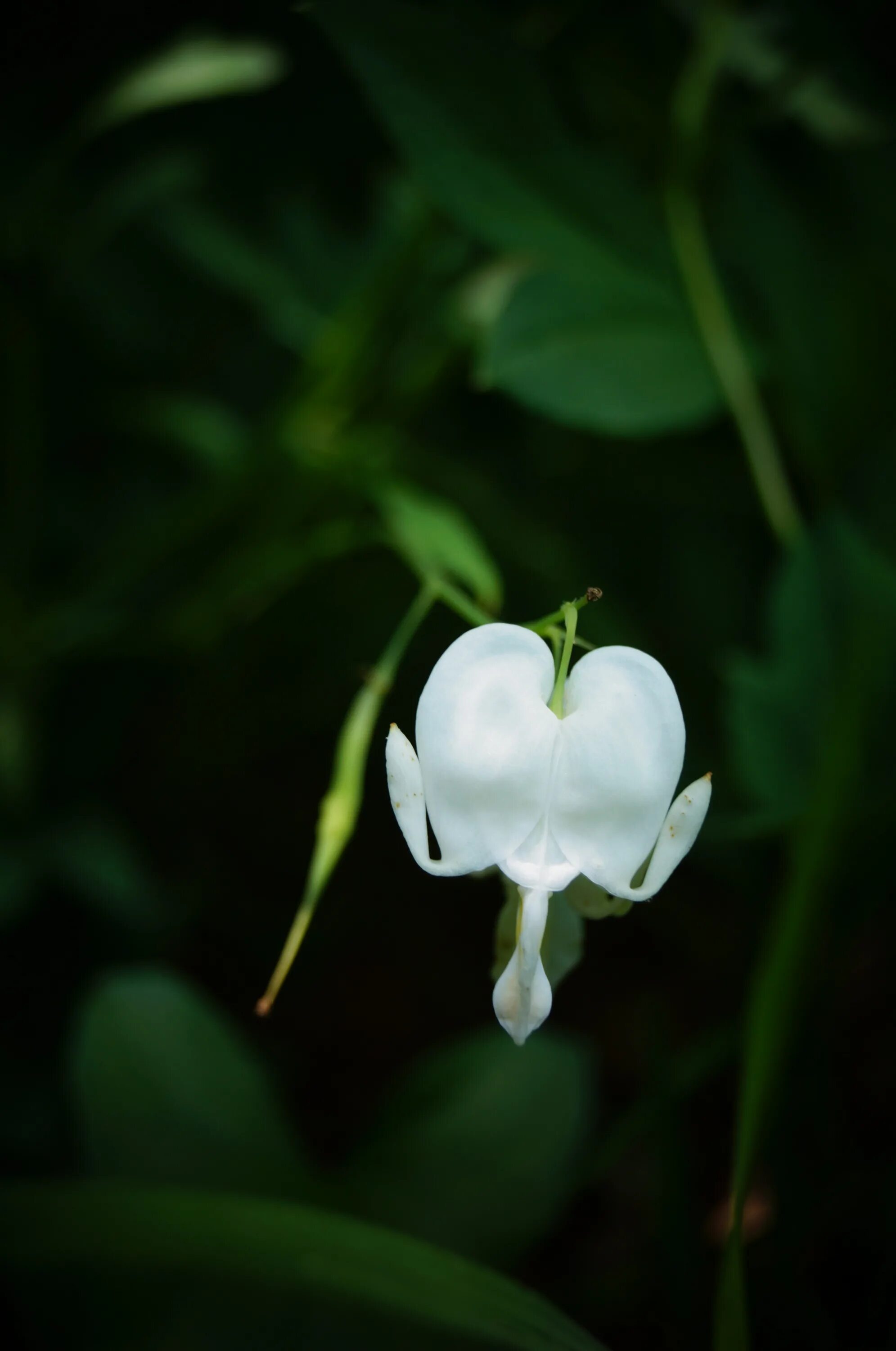 Разбитое сердце белое фото White Bleeding Heart bloom free image download