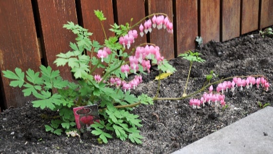 Разбитое сердце фото цветов на клумбе Bleeding Heart (Dicentra spectabilis) Growing & Care Guide for Gardeners