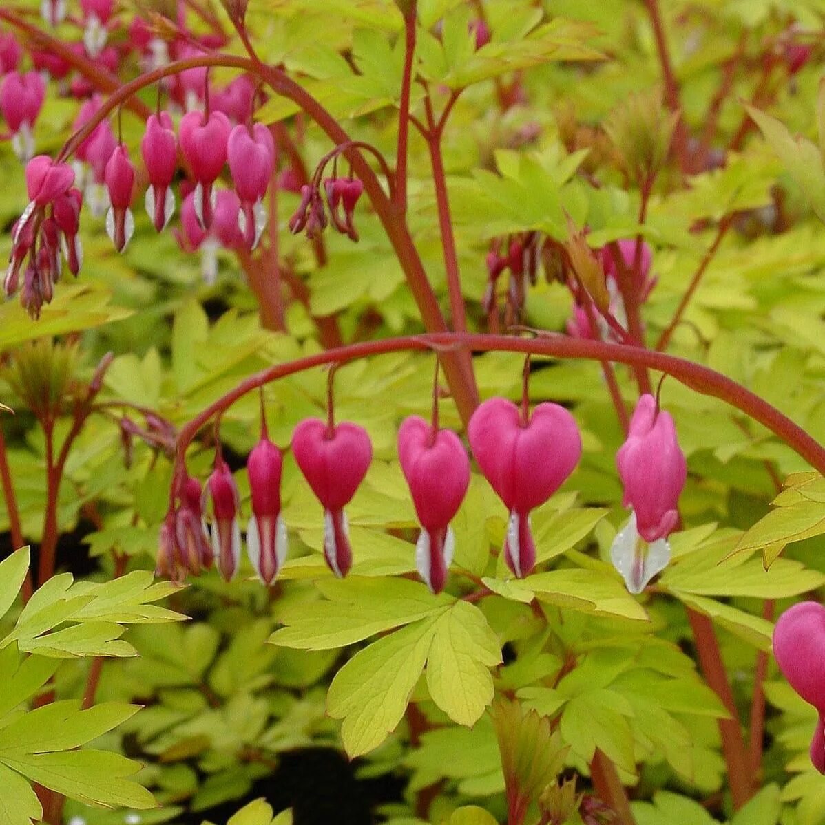 Разбитое сердце посадка и уход фото Клубни Дицентра (Разбитое сердце) Holland Bulb Market купить по выгодной цене в 