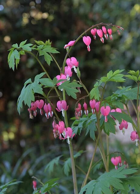 Разбитое сердце посадка и уход фото Dicentra spectabilis Shade plants, Plants, Flowers